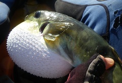 Brownback Puffer photo 2