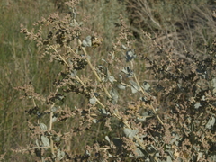 Atriplex torreyi torreyi