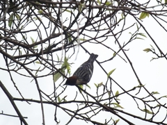 Setophaga castanea