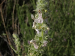 Stachys albens