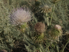 Cirsium mohavense