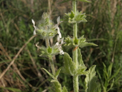 Stachys albens