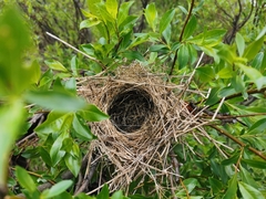 Carpodacus erythrinus grebnitskii