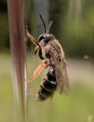 Andrena kalmiae