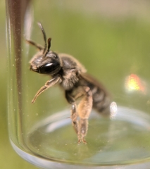 Andrena kalmiae