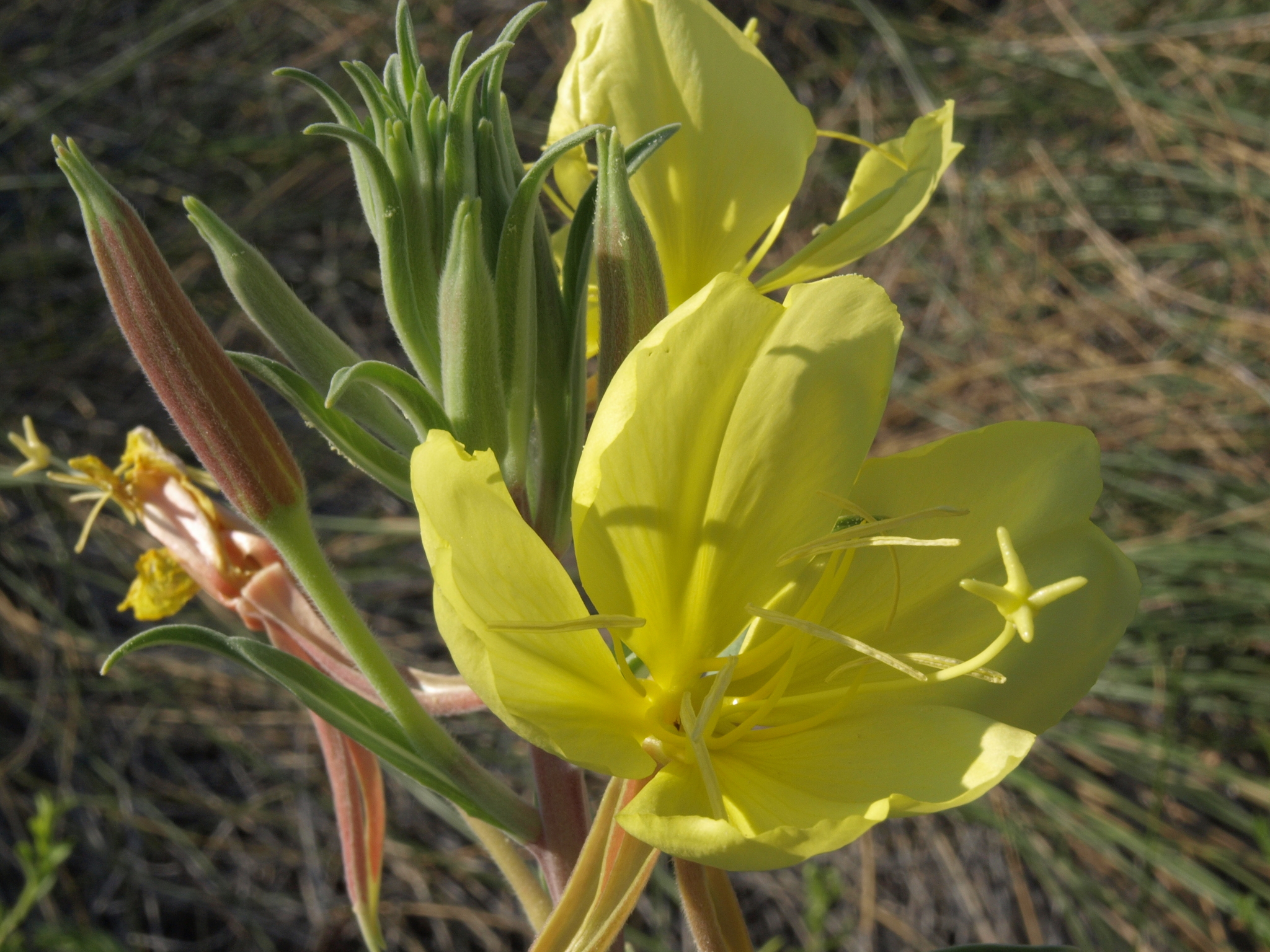 Oenothera elata ssp. hirsutissima