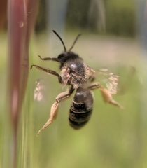 Andrena kalmiae