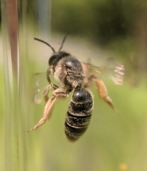 Andrena kalmiae