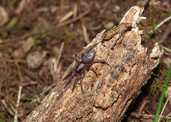 Scotophaeus pretiosus