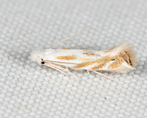 Goldenrod Bucculatrix