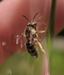 Andrena kalmiae