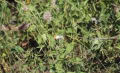 Anthocharis julia stella