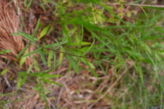 Eupatorium leucolepis