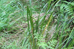 Carex forsteri