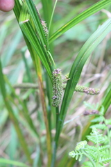 Carex forsteri
