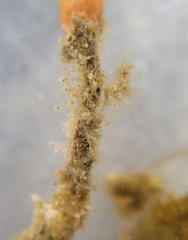 Entoprocta