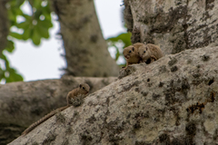 Heliosciurus gambianus