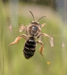 Andrena kalmiae