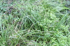 Carex forsteri
