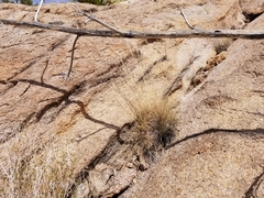 Hilaria rigida