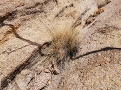 Hilaria rigida