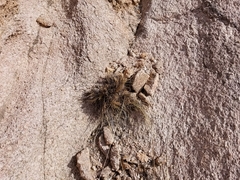 Hilaria rigida