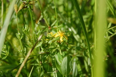 Hypericum ellipticum