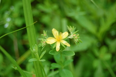 Hypericum ellipticum