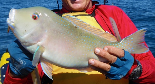 Venus tuskfish (Choerodon venustus) — Labridae — 3