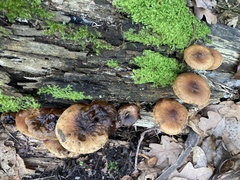 Pholiota multicingulata