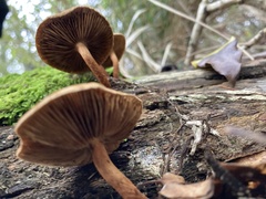 Pholiota multicingulata