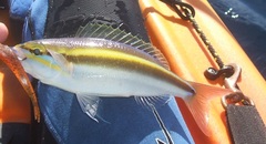 Pentapodus paradiseus