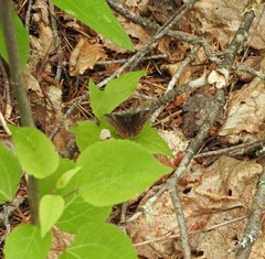 Erynnis icelus image