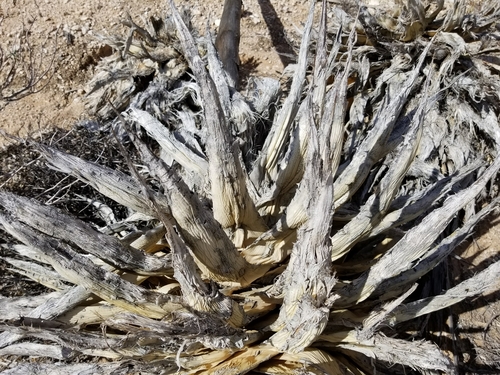 Agave simplex