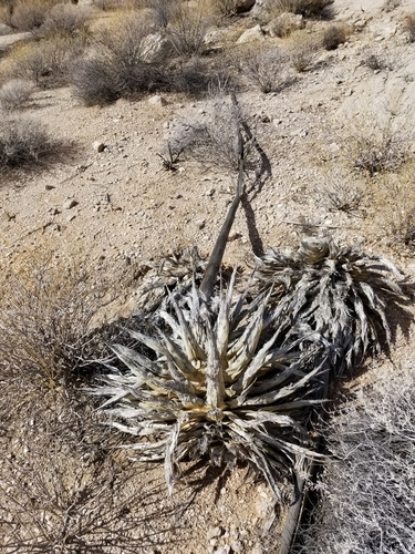 Agave simplex