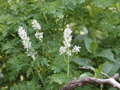 Corydalis caseana cusickii