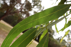 Eucalyptus cephalocarpa