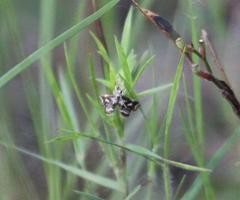 Chrysendeton imitabilis