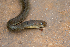 Psammophis mossambicus