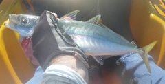 Decapterus