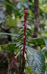 Pitcairnia multiflora