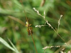 Micropodisma salamandra