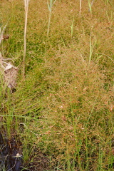 Juncus diffusissimus