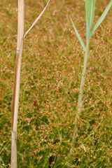 Juncus diffusissimus