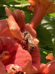 Apis mellifera