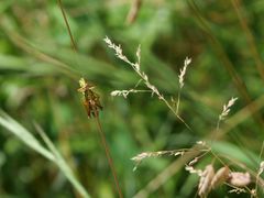 Micropodisma salamandra