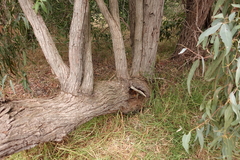 Eucalyptus cephalocarpa