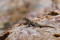 Sceloporus graciosus gracilis