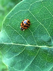 Harmonia axyridis