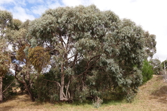 Eucalyptus cephalocarpa